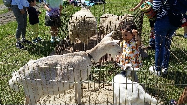 ふれあい動物（やぎ）